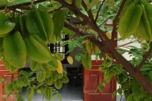 Trước cửa nên trồng cây khế Chua hay Ngọt thì tốt hơn? Hóa ra nhiều người làm sai