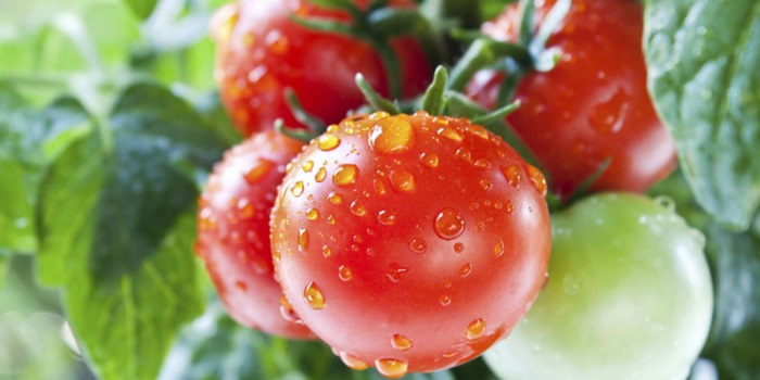 5 sai lầm khi ăn cà chua khiến ảnh hưởng tới sức khỏe, chớ dại đụng đũa mà rước họa