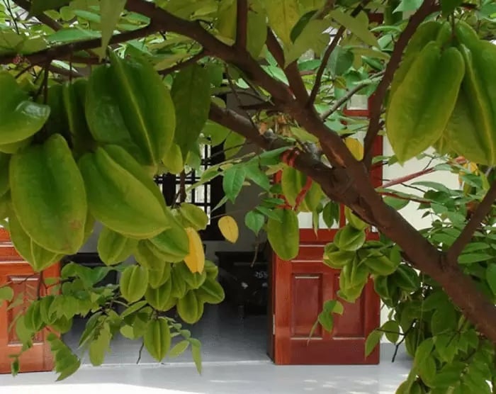 Trước cửa nên trồng cây khế Chua hay Ngọt thì tốt hơn? Hóa ra nhiều người làm sai